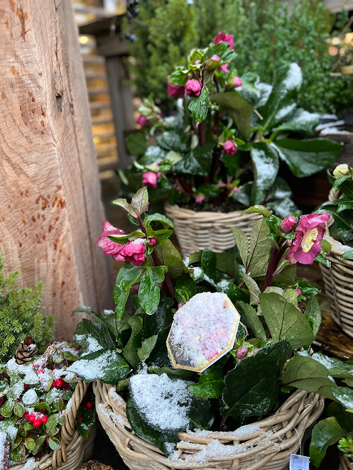 Pflanzen blumenhofkehr.de